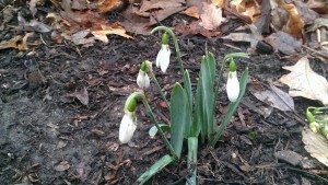 Snowdrops in Spring