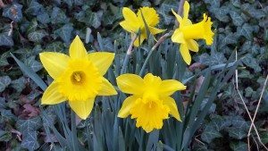 The Daffodils by William Wordsworth