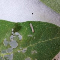 Watching Monarch Caterpillars Grow