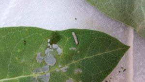 Watching Monarch Caterpillars Grow