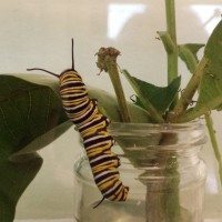 Monarch Caterpillar Transformation