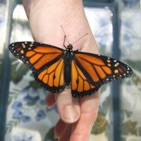Raising Monarch Butterflies, "Bye-Bye Butterfly"