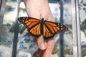 Raising Monarch Butterflies, “Bye-Bye Butterfly”