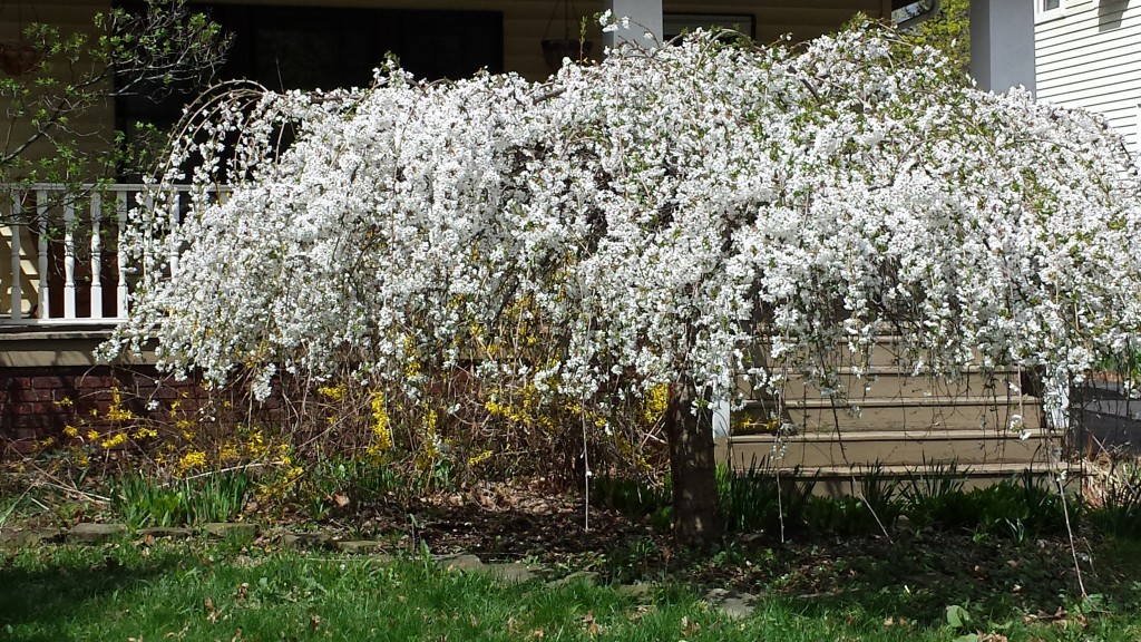 Weeping Cherry Tree