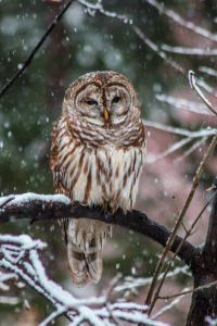 The owl who appeared in our neighbor's back yard. This moment - awe.