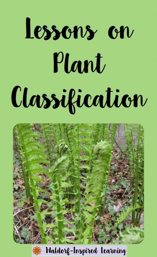 Lessons on Plant Classification