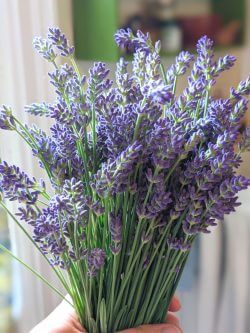 A woman's hand holds a bunch of freshly picked, fragrant lavender in a sunny kitchen. 